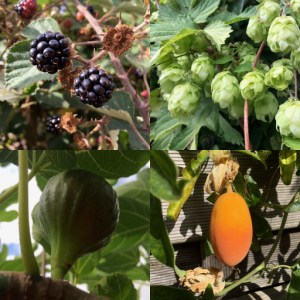 Walpole Farm House Self-Catering Accommodation Flowers & Plants Stansted Mountfitchet Essex