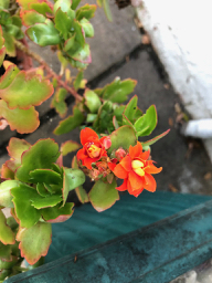 Walpole Farm House Self-Catering Accommodation Flowers & Plants Stansted Mountfitchet Essex